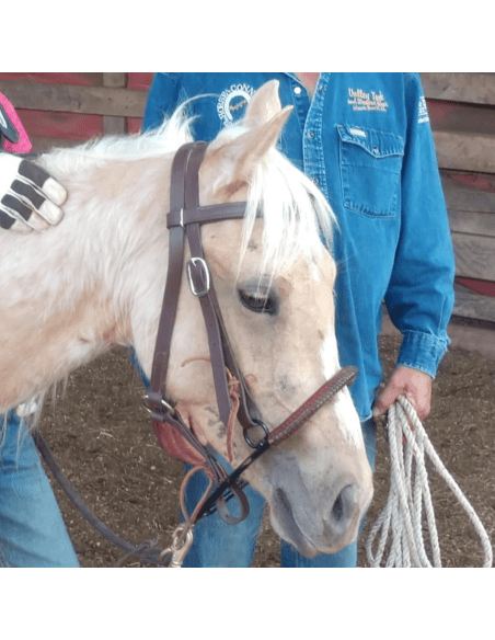Noavel Headstall - ennasure taille petit (S)