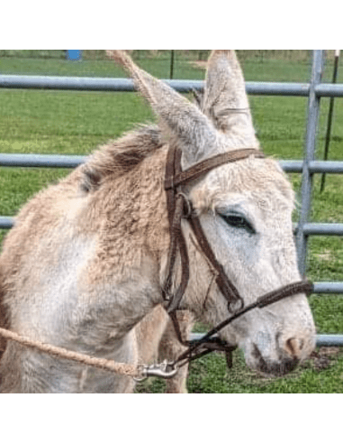 Noavel Headstall - ennasure taille petit (S)