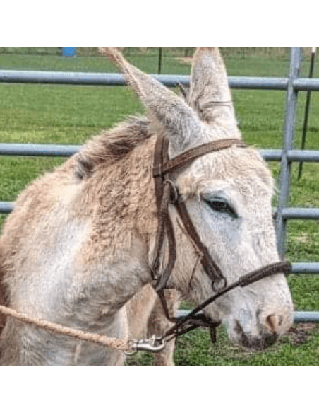 Noavel Headstall - ennasure taille petit (S)